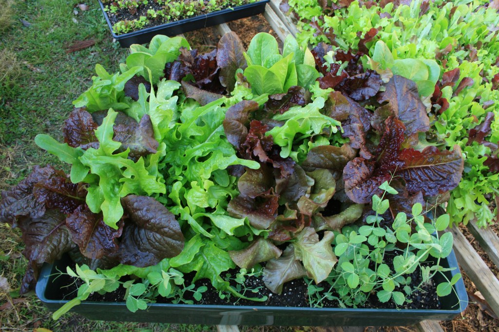 The Benefits of Urban Farming: How to Start Your Own Homegrown&nbsp;Garden