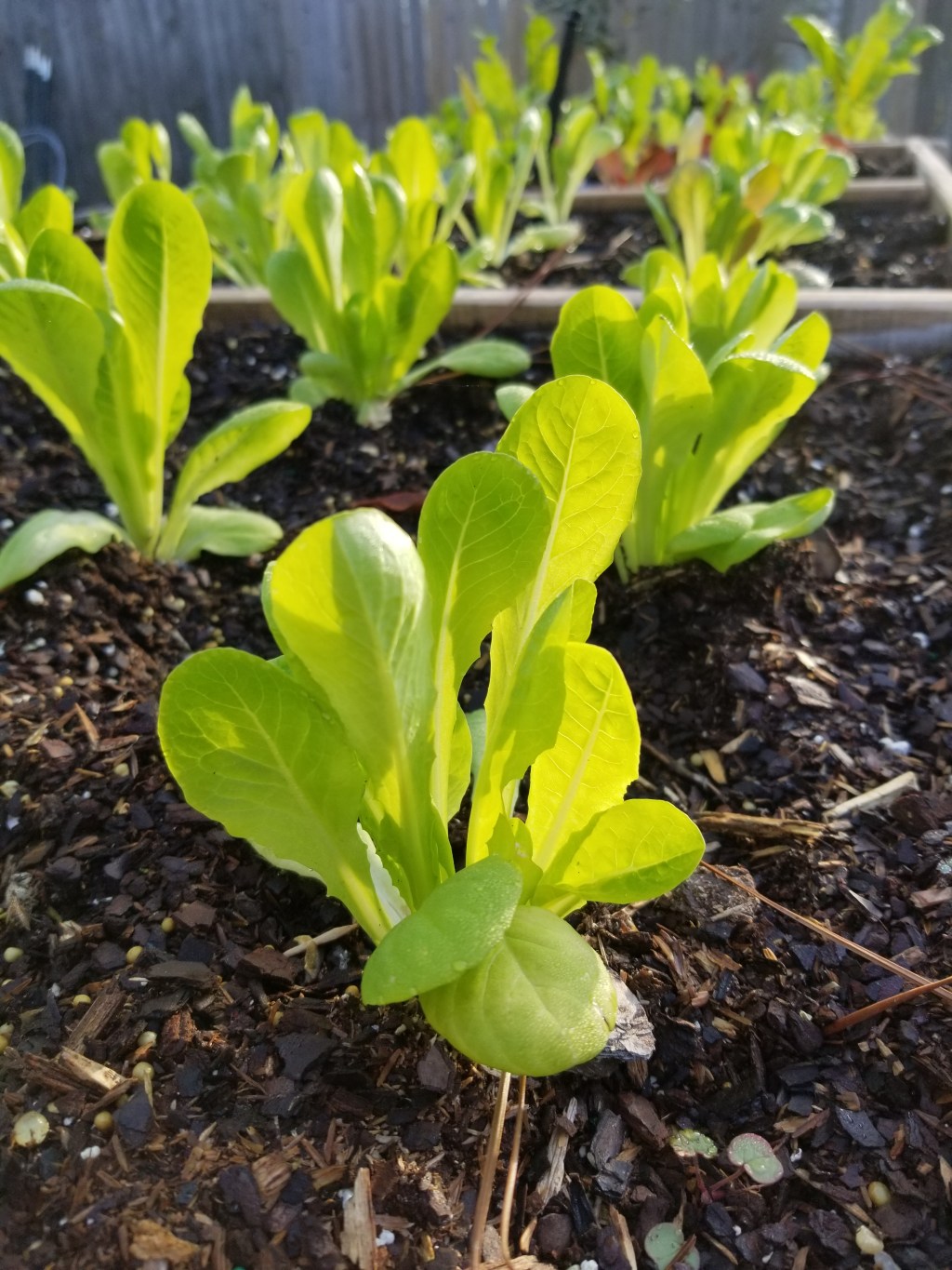 Top Tips for a Successful Homegrown&nbsp;Garden