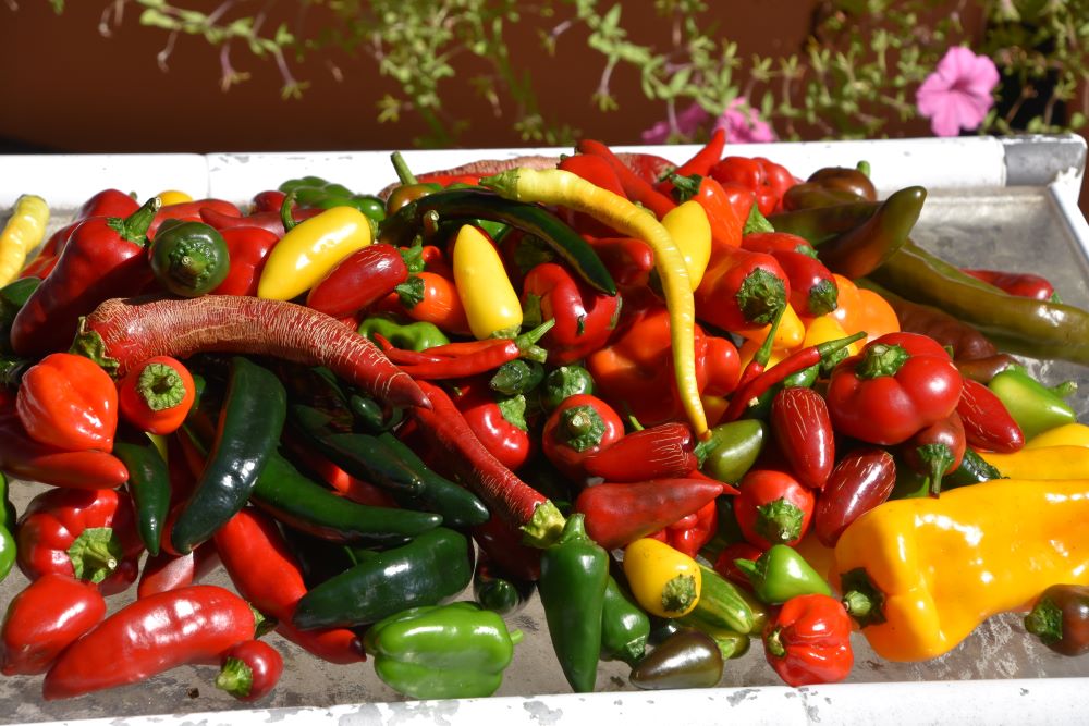 What a Variety of&nbsp;Peppers