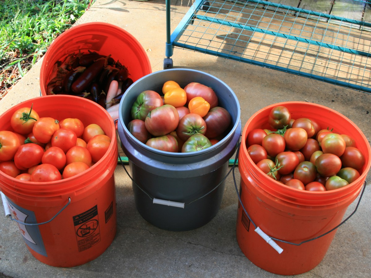 What Makes a Tomato a&nbsp;Heirloom?