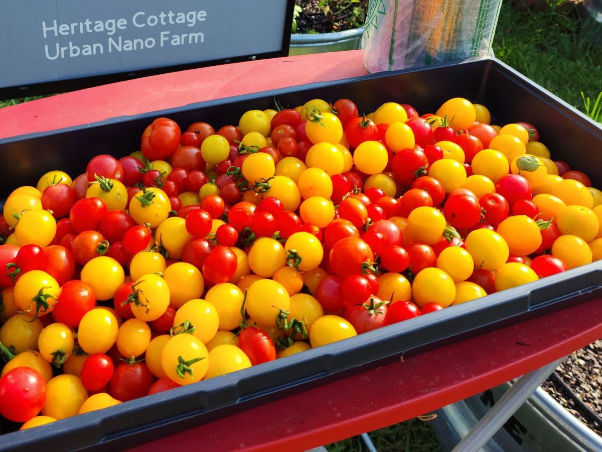My 2023 Tomato Epiphany: Dwarf/Micro&nbsp;Tomatoes