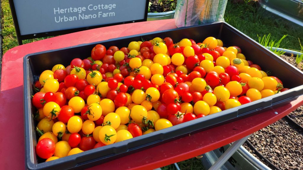 My 2023 Tomato Epiphany: Dwarf/Micro&nbsp;Tomatoes
