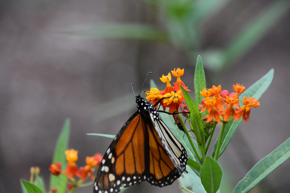 Monarch butterfly on tropical milkweed
