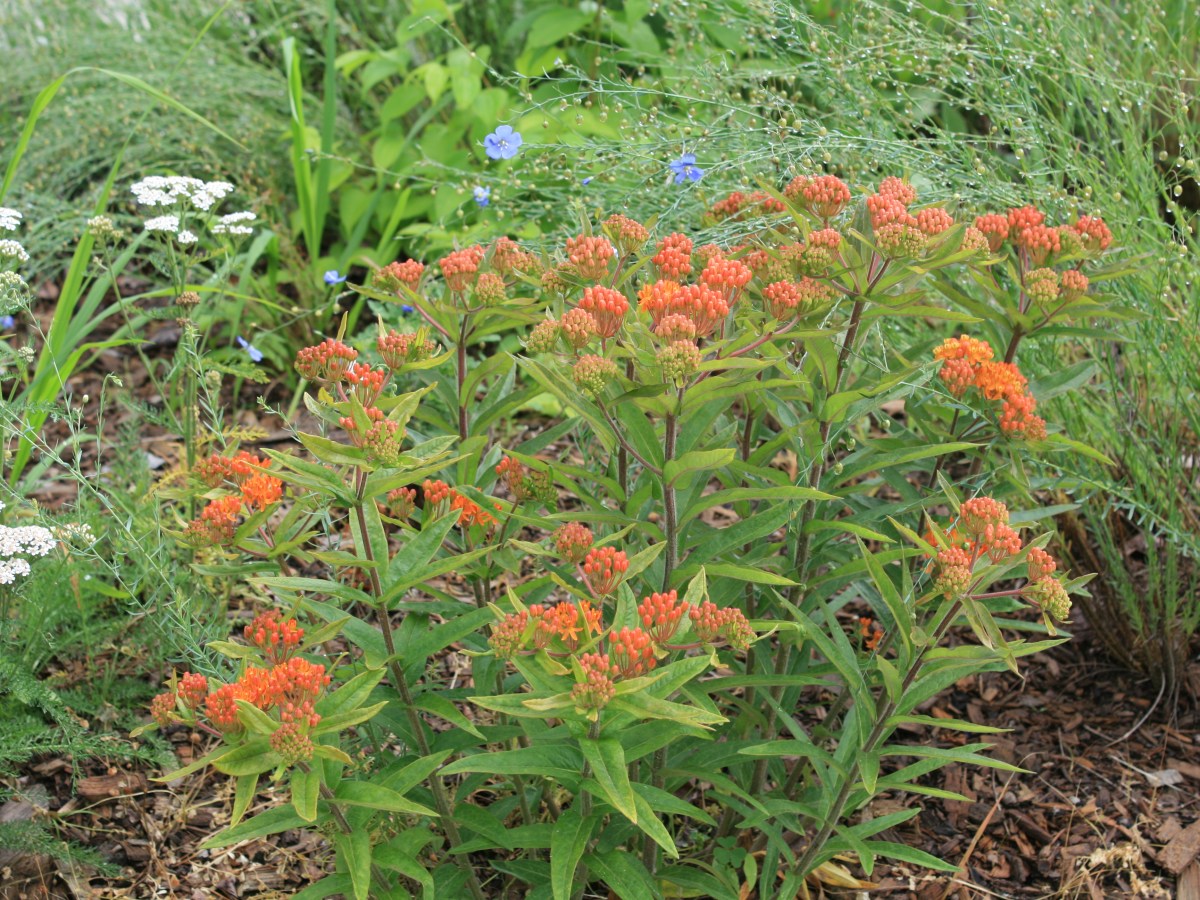 Growing Native Milkweeds