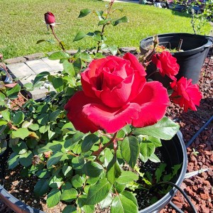 A vibrant red hybrid tea rose blooming amidst green leaves, with additional rose buds visible in the background, growing in a garden setting.