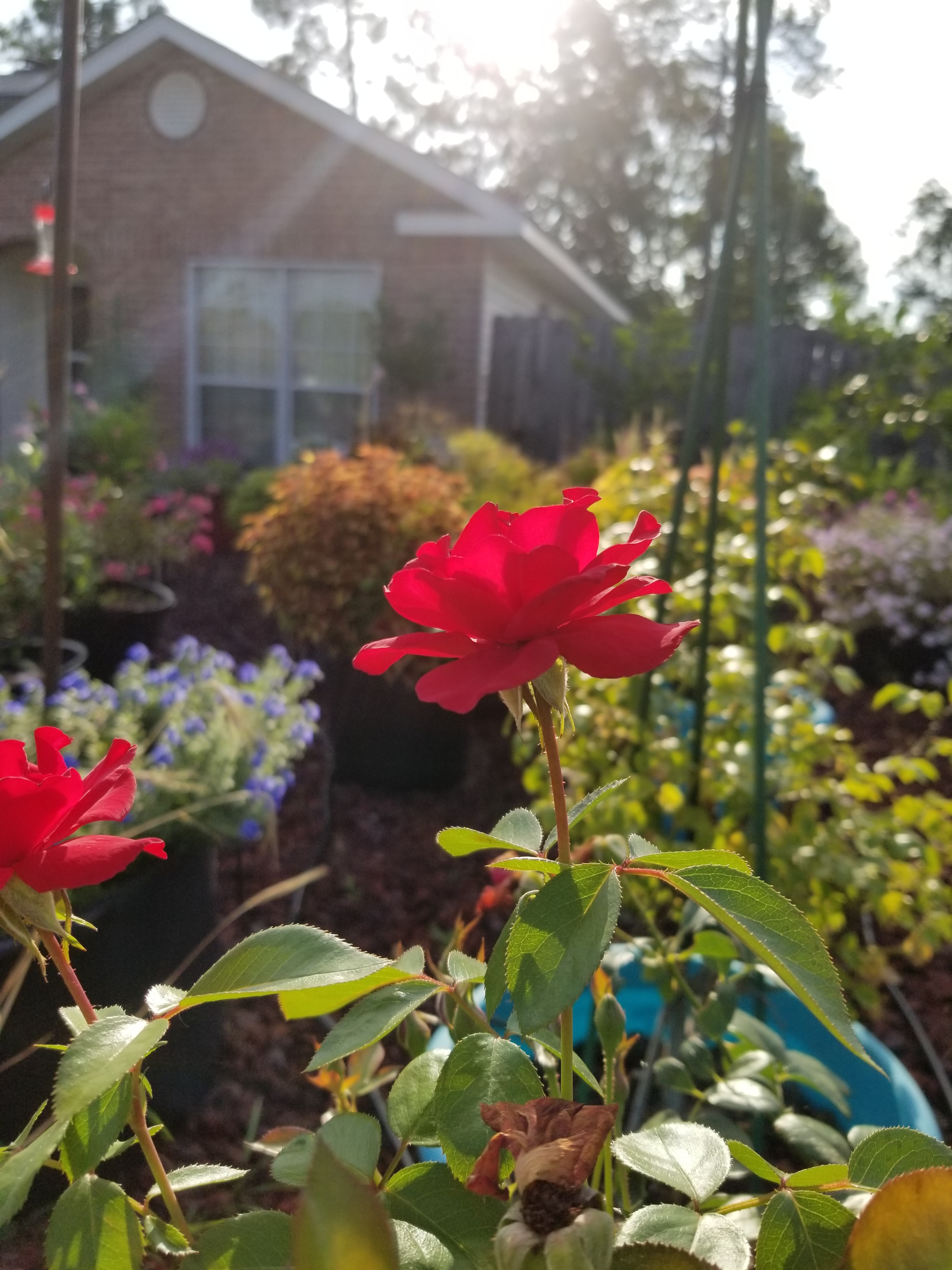 Four Roses Story Discover the Legacy of Four Roses® Anniversary Rose