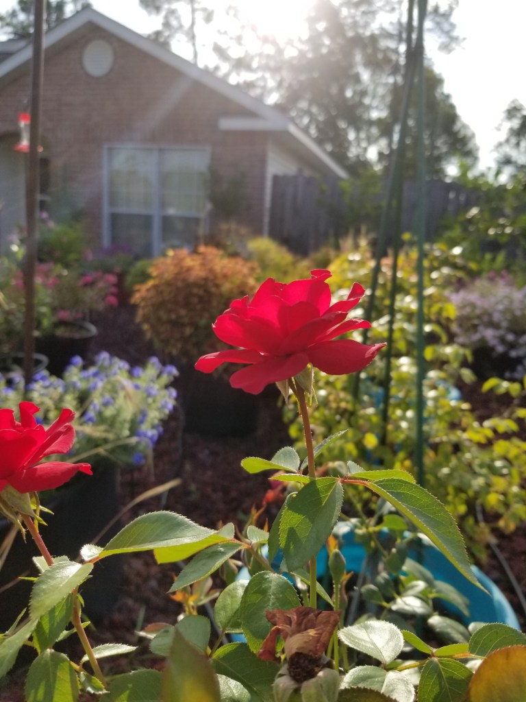 A vibrant red rose in a garden, with green leaves and blurred colorful flowers in the background, bathed in sunlight.