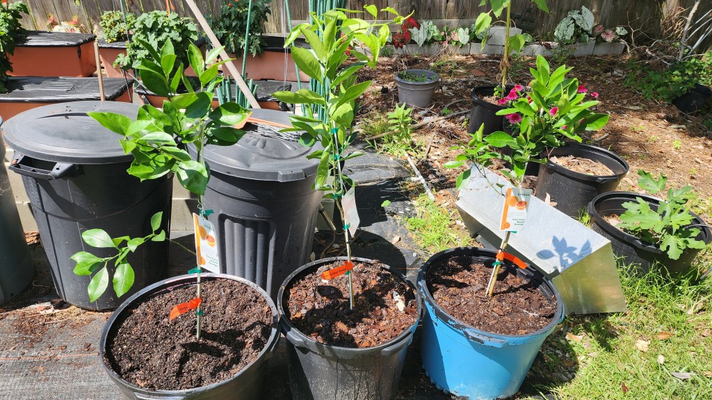 Three young Cara Cara orange trees in black and blue pots, planted in soil, with green leaves and tags indicating their variety, surrounded by gardening materials.