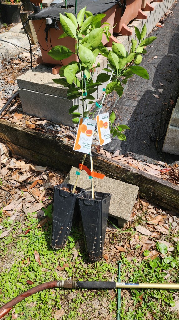 Two young Cara Cara orange trees in black containers, labeled with tags, sitting on gravel and grass beside a garden hose.