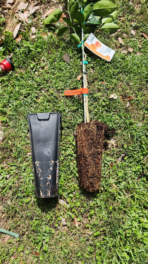 A young Cara Cara orange tree with roots exposed, placed next to a black planting container, on grass.