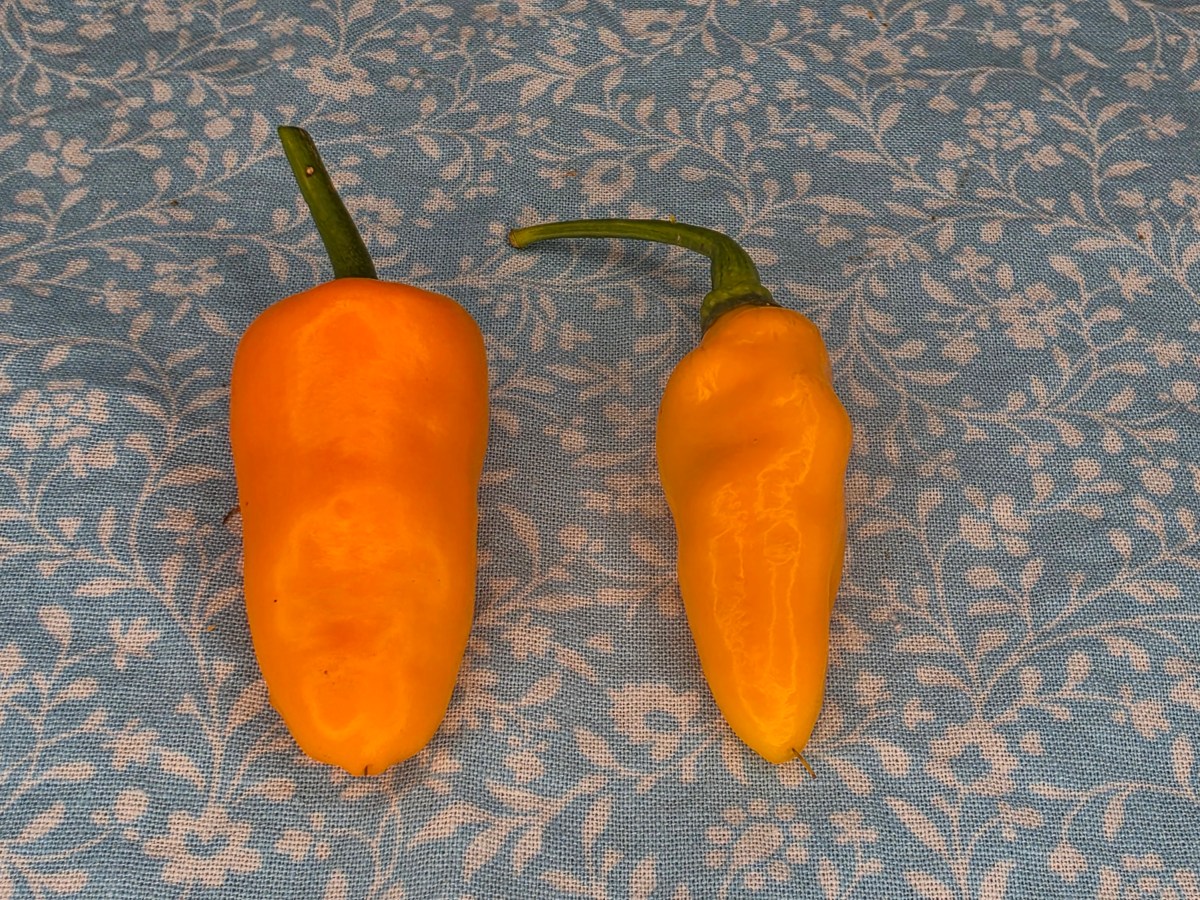 Which Datil Pepper Is the Real&nbsp;Datil